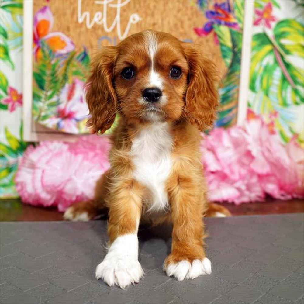 Cavalier king Charles spaniel puppies for rehoming.
