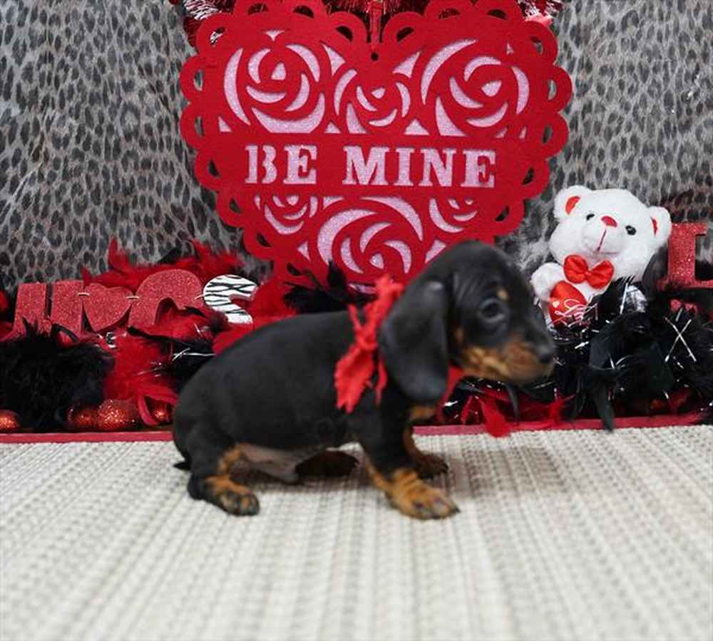 Dachshund Puppies for Sale Sparks