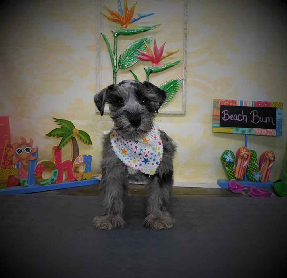 Adult Miniature Schnauzer for sale | Leicester 